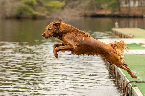 A wet dog jumps off a dock into the water.