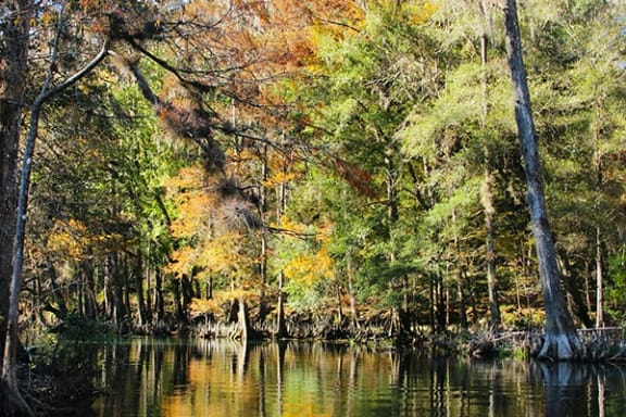 a river with trees on the other side of it
