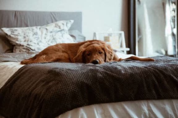 a dog laying on top of a bed