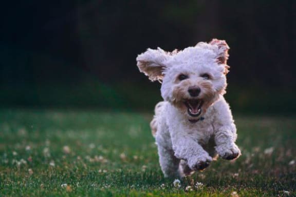 a white dog running through a grassy field