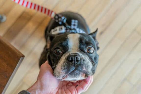a black and white dog being held by a persons hand