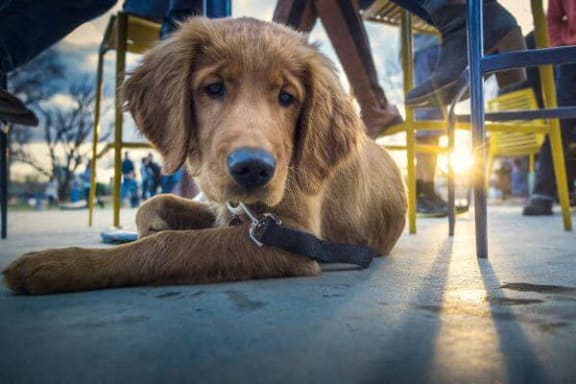 a brown dog laying down on the ground