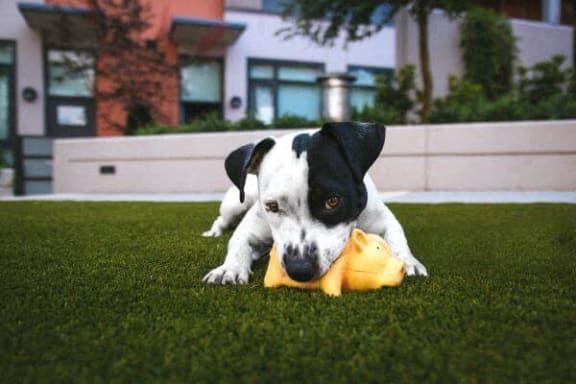 a black and white dog playing with a toy on the grass