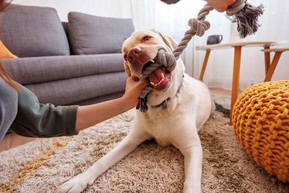 A dog is playing tug of war with a person.