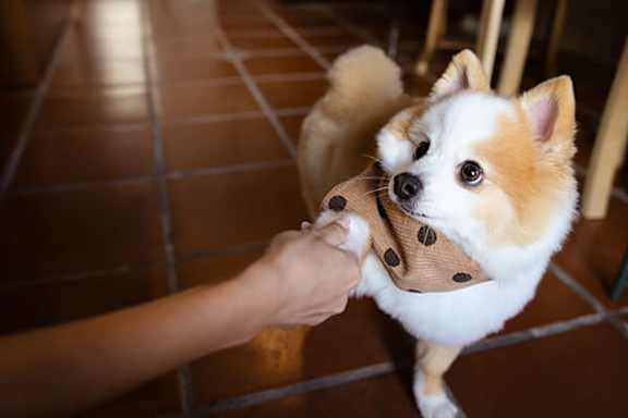 A small brown and white dog wearing a brown polka dot shirt is being petted by a human hand.