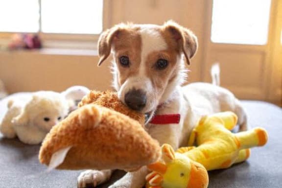 a brown and white dog playing with a stuffed animal
