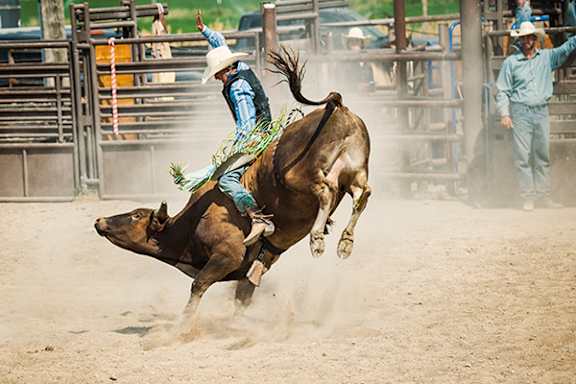 A cowboy rides a bucking bull in a rodeo.