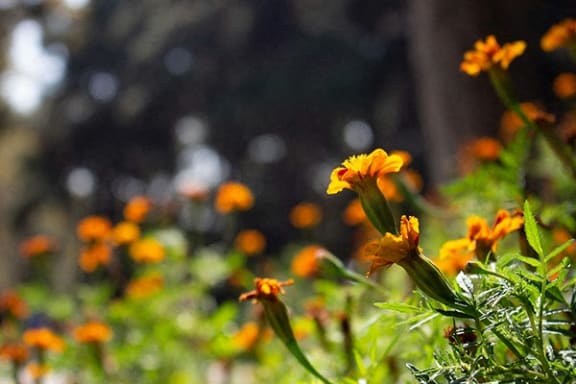 a field of yellow and orange flowers in the sun