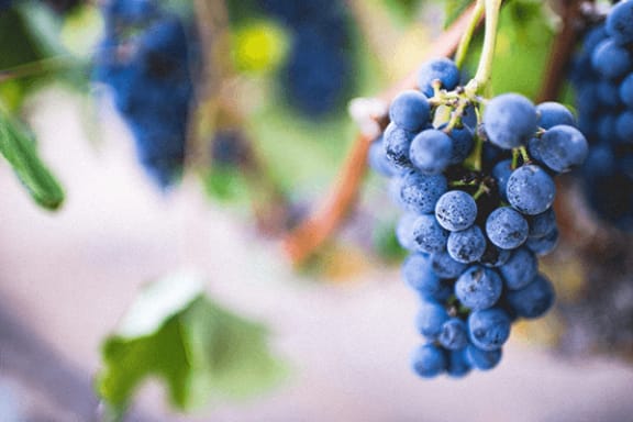 a bunch of grapes hanging from a vine