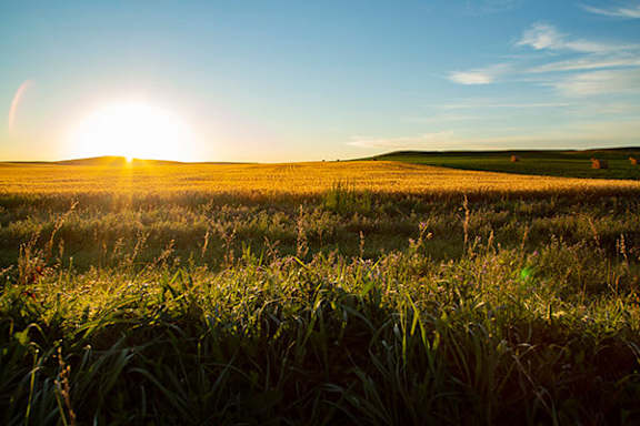 A field of crops with the sun setting in the background.