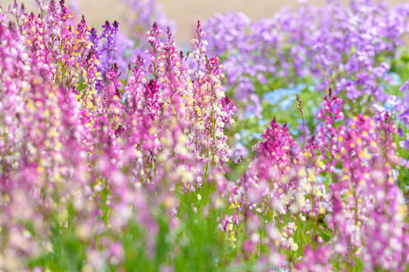 A field of purple flowers with green stems.
