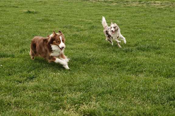 Two dogs playing in a grassy field.