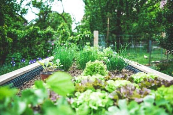 a garden with herbs and other plants in a greenhouse