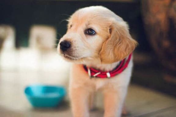a small brown puppy standing next to a blue bowl