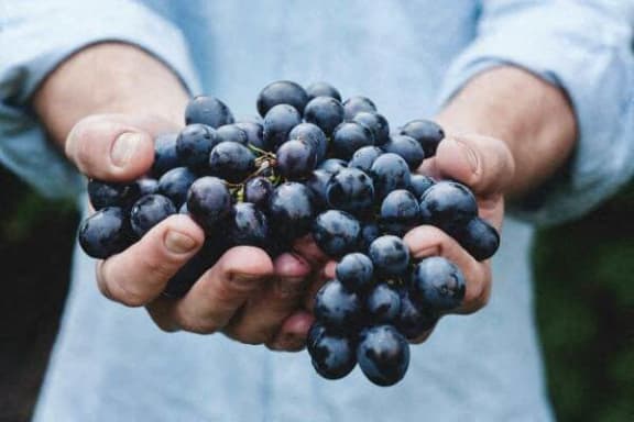 a person holding a bunch of grapes in their hands