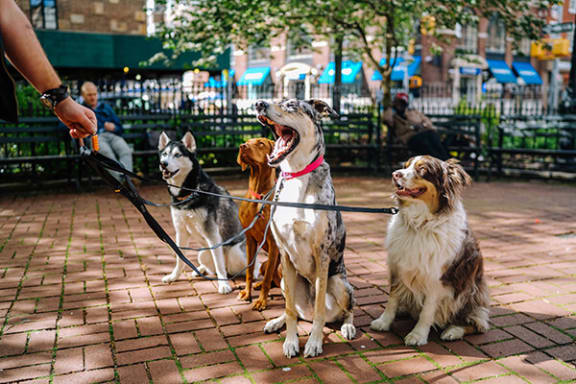 a group of dogs sitting on a sidewalk