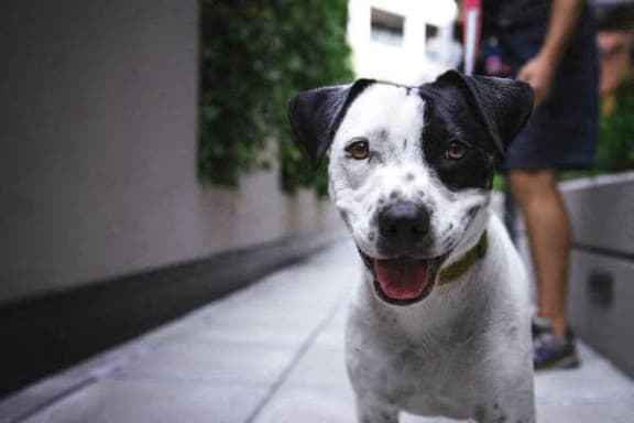 a black and white dog sitting on the sidewalk