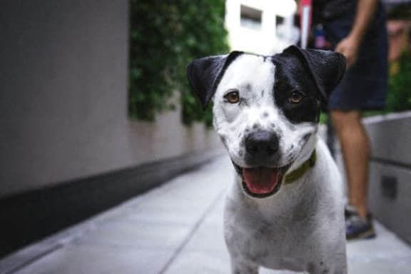 a black and white dog sitting on the sidewalk