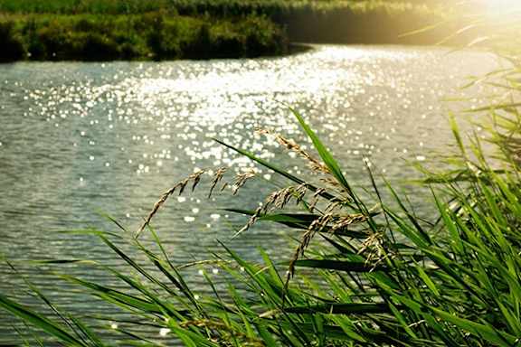 The sun is shining brightly over a body of water with green plants in the foreground.