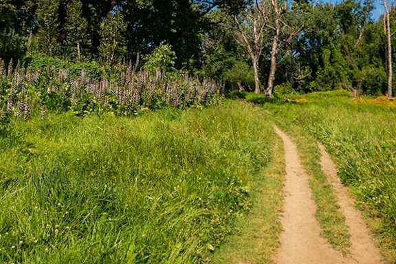 A dirt path leads through a field of green grass.