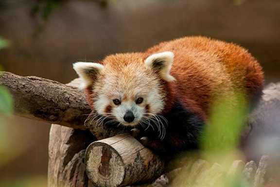 A red panda is sitting on a log.