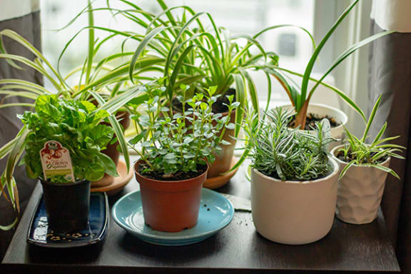a collection of plants on a windowsill