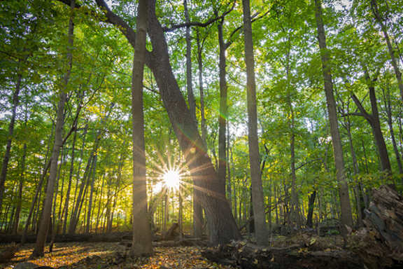 The sun is shining through the trees in a forest.