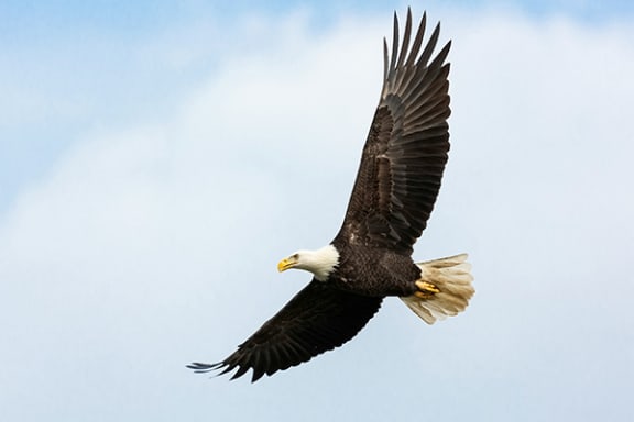 a bald eagle flying in the sky