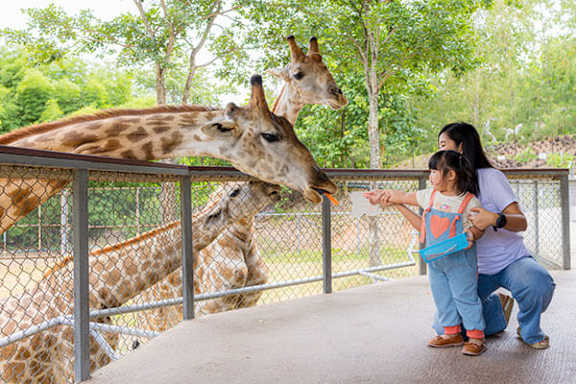 A woman and a child are feeding a giraffe at the zoo.