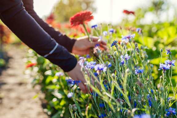 A person is picking flowers from a garden.