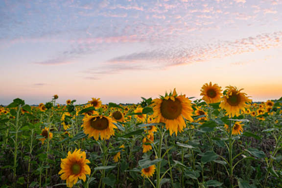 A field of sunflowers under a pink and blue sky.
