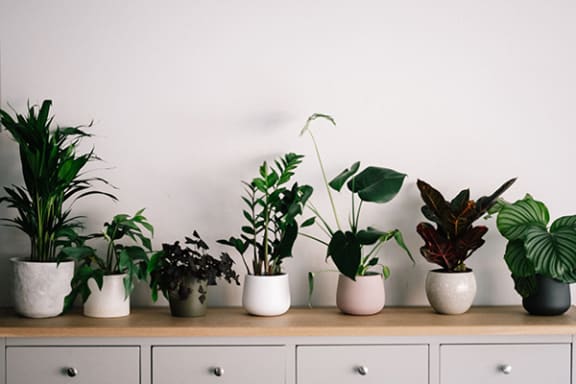 a row of plants on a dresser