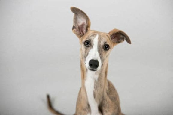 a brown and white dog with a white background