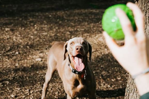 a dog is playing with a frisbee in the park