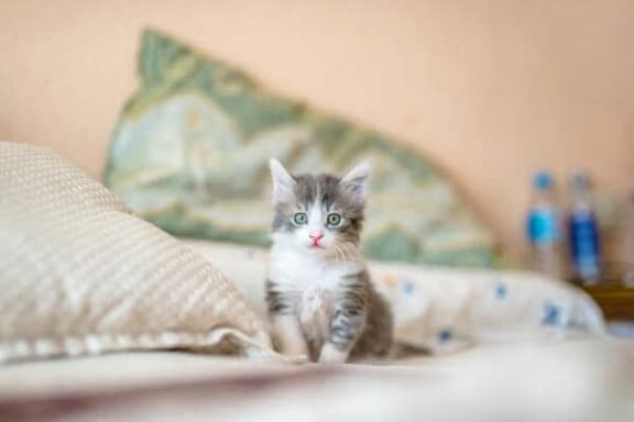 a kitten sitting on top of a bed