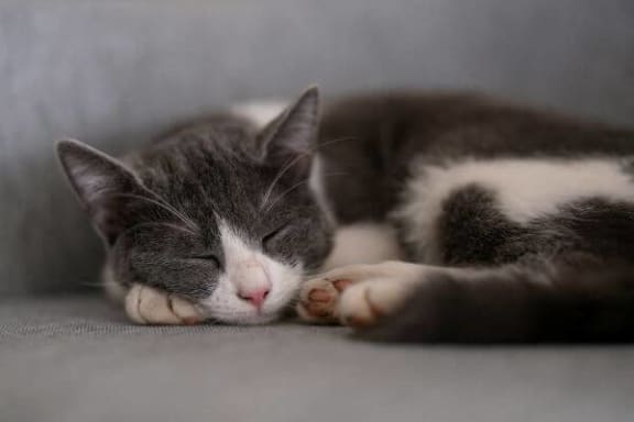 a gray and white cat sleeping on a