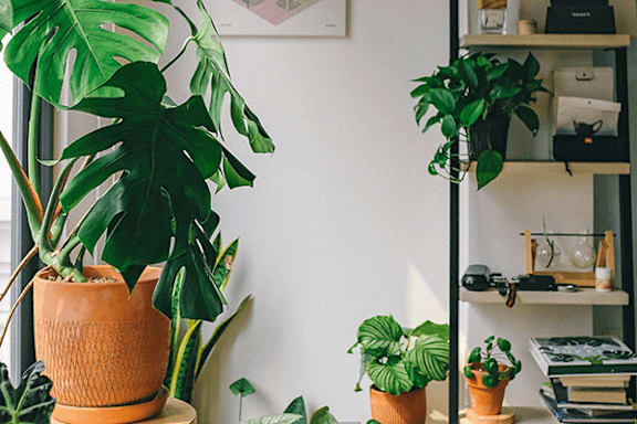 A room with a large plant in a brown pot and a smaller plant in a green pot on a shelf.
