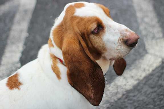 A brown and white dog with a red collar is looking to the side.
