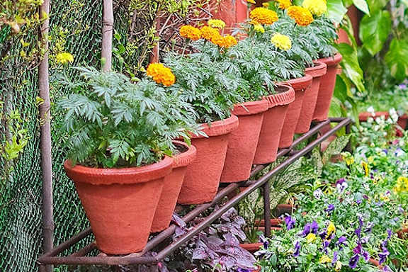 A row of orange pots with plants in them.