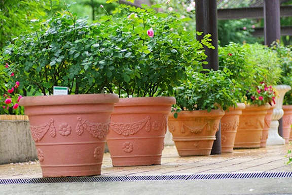 A row of terracotta pots with plants in them.