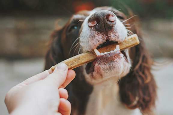 A dog holding a stick in its mouth.