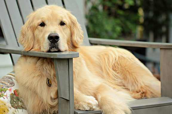A golden retriever dog is lying on a grey chair.