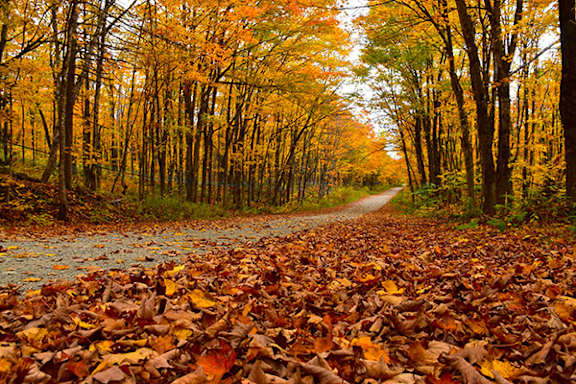 A path covered in fallen leaves leads through a forest.