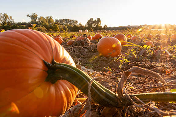 Pumpkins in a field with the sun shining through the trees.