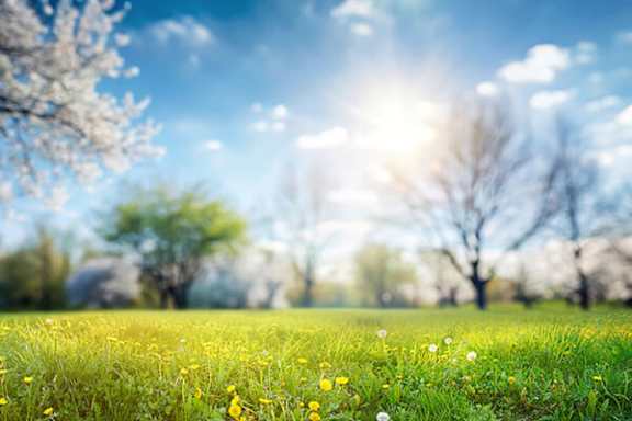 A field of green grass with yellow flowers and trees in the background.