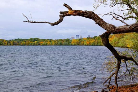 a tree branch over a body of water