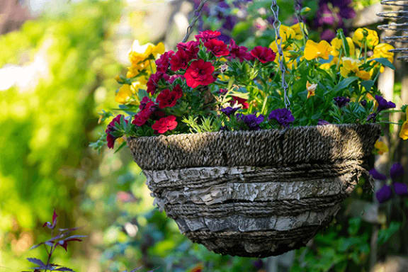 a hanging basket of flowers