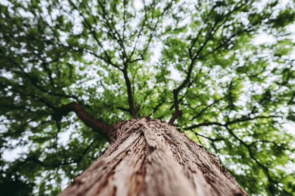 a tall tree with green leaves in the background