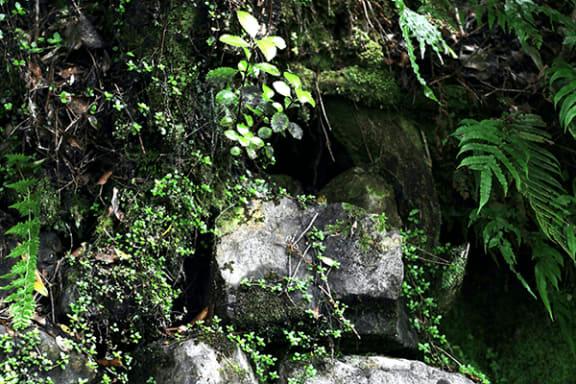 a rock wall covered in plants and vines