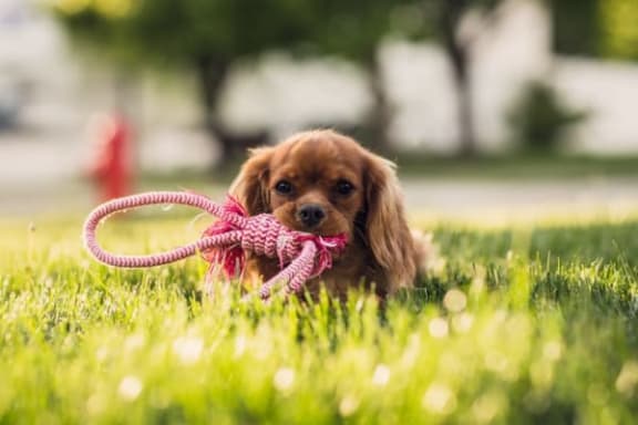 a small dog playing with a pink toy in the grass